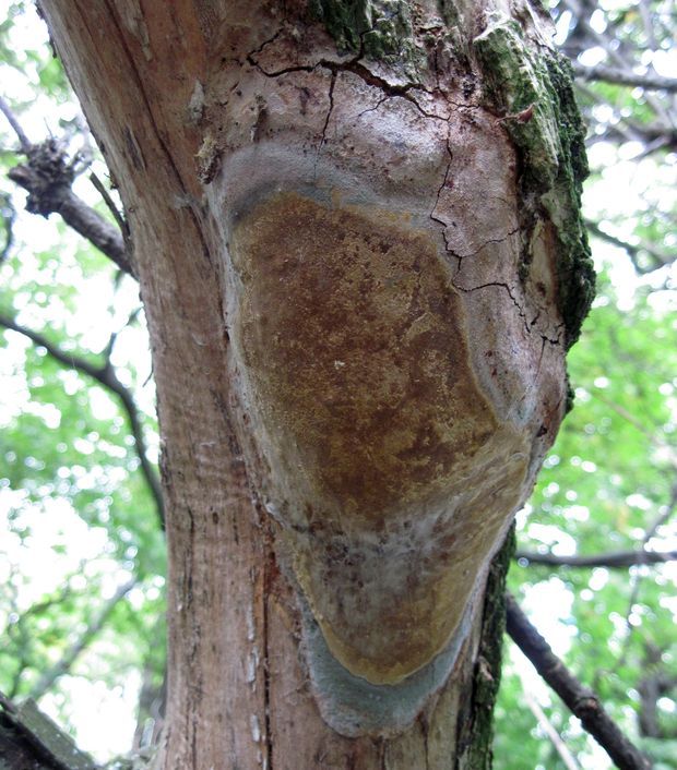 ohňovec slivkový Phellinus cf. pomaceus (Pers.) Maire