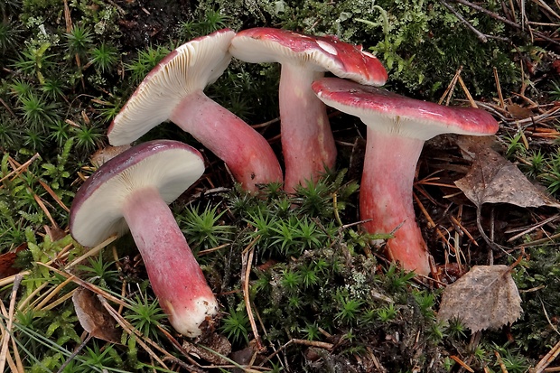 plávka  Russula roseoaurantia Sarnari