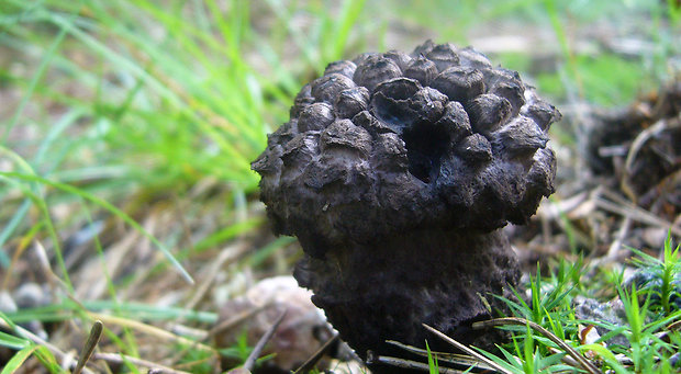 šiškovec šupinatý Strobilomyces strobilaceus (Scop.) Berk.