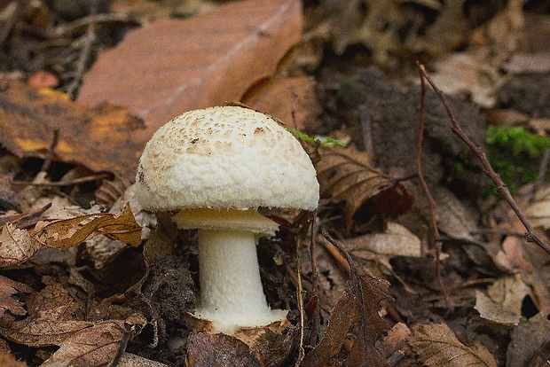 muchotrávka citrónovožltá Amanita citrina Pers.