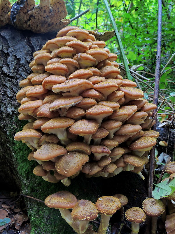 podpňovka obyčajná Armillaria mellea (Vahl) P. Kumm.