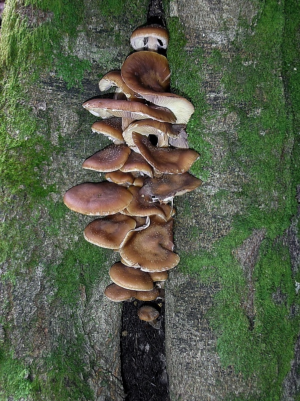 podpňovka Armillaria sp.