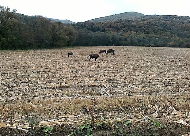 zubor hrivnatý Bison bonasus