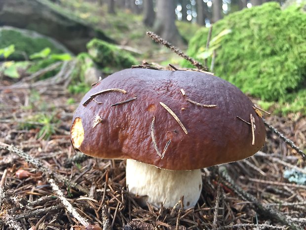 hríb smrekový Boletus edulis Bull.