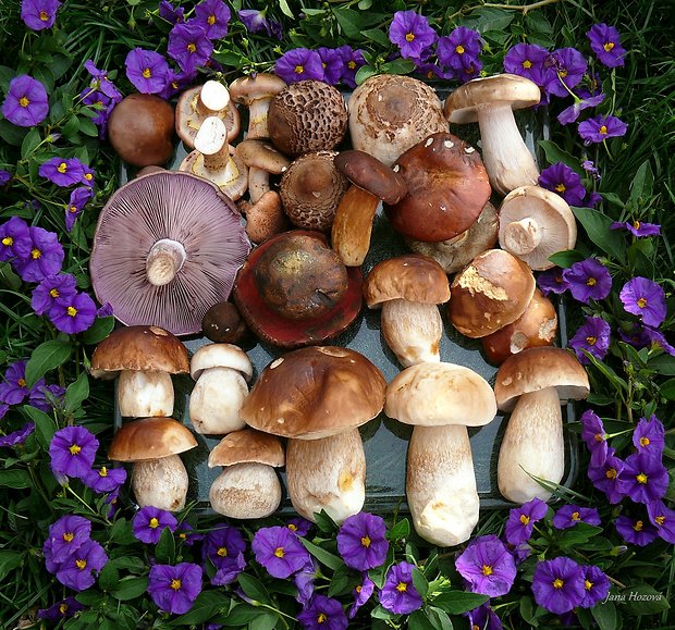 hríb smrekový Boletus edulis Bull.