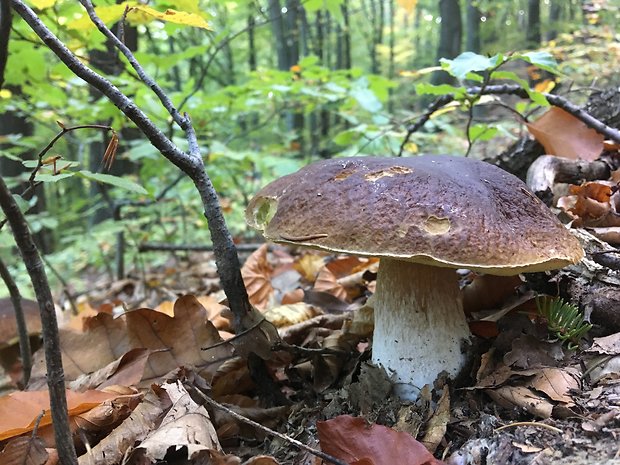 hríb smrekový Boletus edulis Bull.