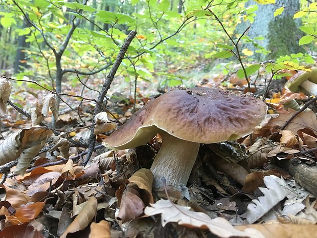 hríb smrekový Boletus edulis Bull.