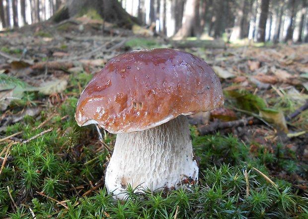 hríb smrekový Boletus edulis Bull.