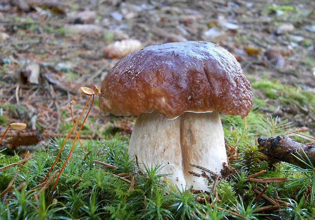 hríb smrekový Boletus edulis Bull.