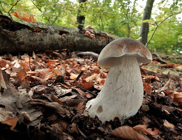 hríb smrekový Boletus edulis Bull.