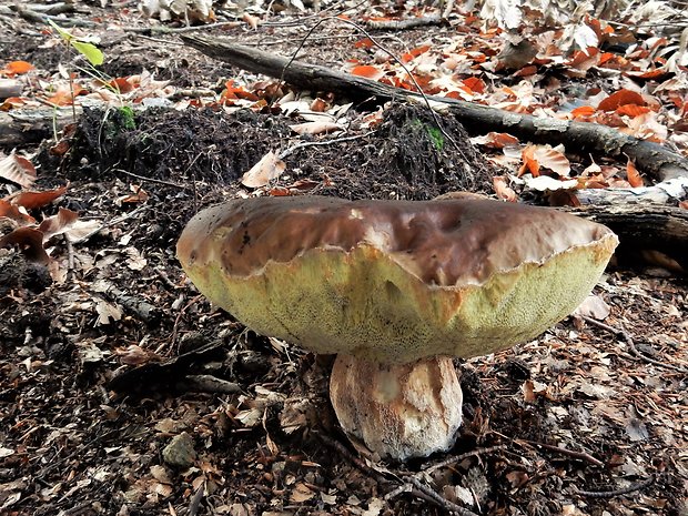 hríb smrekový Boletus edulis Bull.