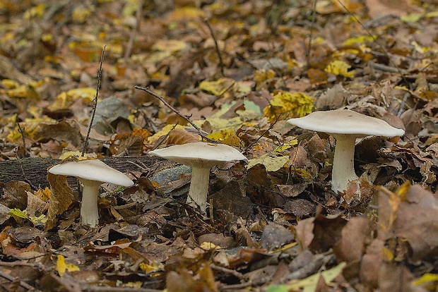 strmuľka inovaťová Clitocybe nebularis (Batsch) P. Kumm.