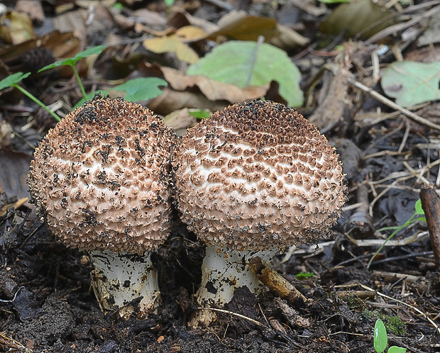 bedlička ostrošupinatá Echinoderma asperum (Pers.) Bon