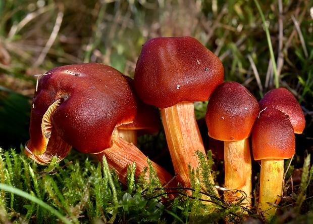 lúčnica granátovočervená Hygrocybe punicea (Fr.) P. Kumm.