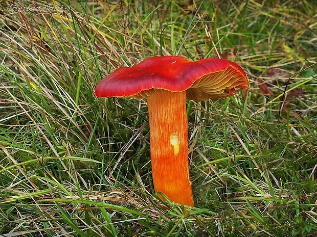 lúčnica granátovočervená Hygrocybe punicea (Fr.) P. Kumm.