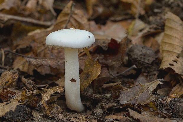 šťavnačka Hygrophorus sp.