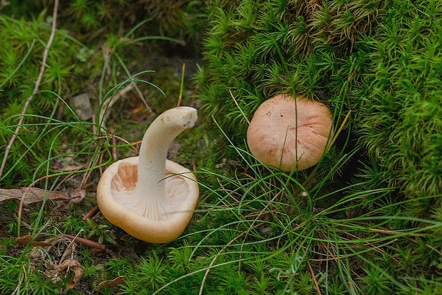 šťavnačka Hygrophorus sp.