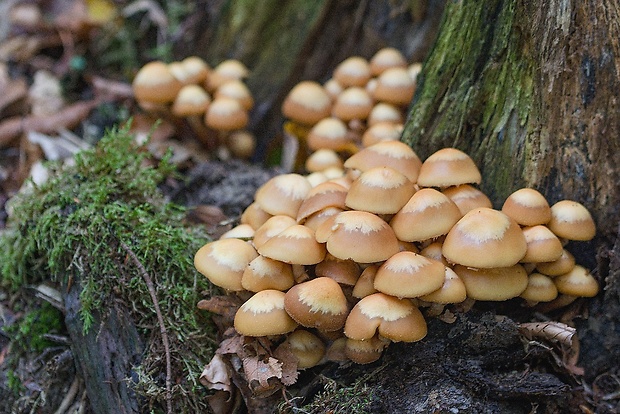 šupinačka menlivá Kuehneromyces mutabilis (Schaeff.) Singer & A.H. Sm.