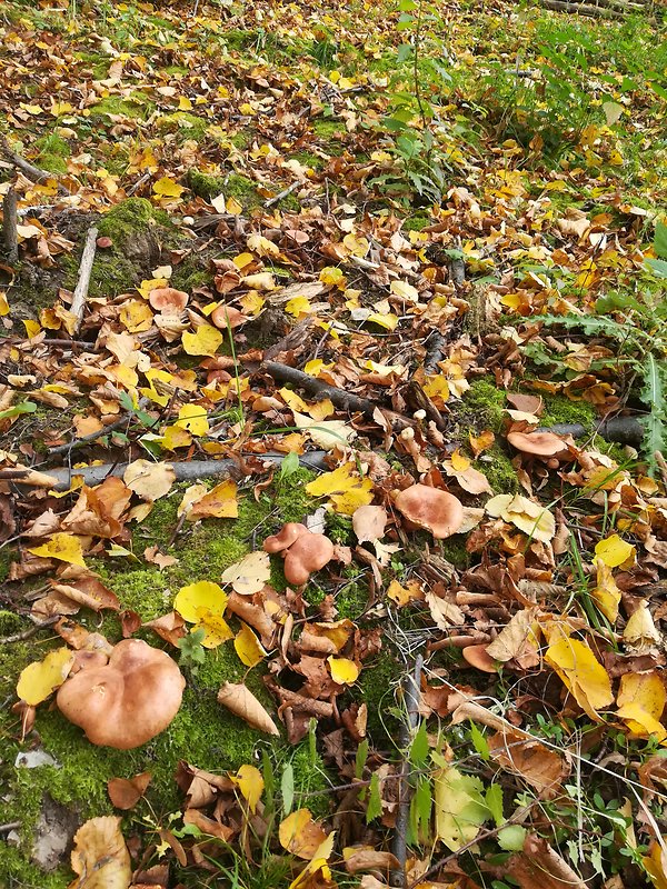 biotop - na rýdzik pomarančový Lactarius aurantiacus (Pers.) Gray