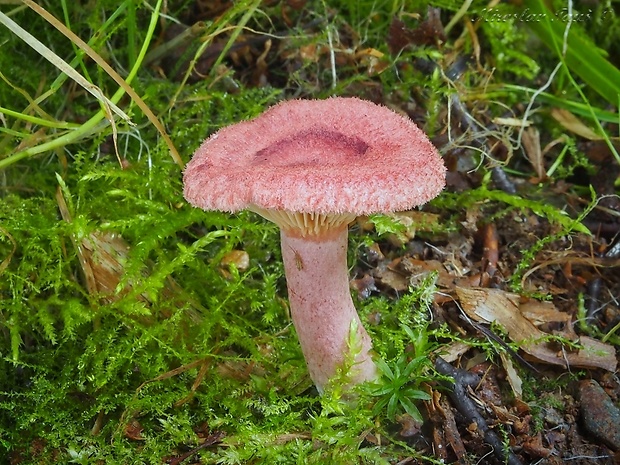 rýdzik fialovoružový Lactarius spinosulus Quél. & Le Bret.