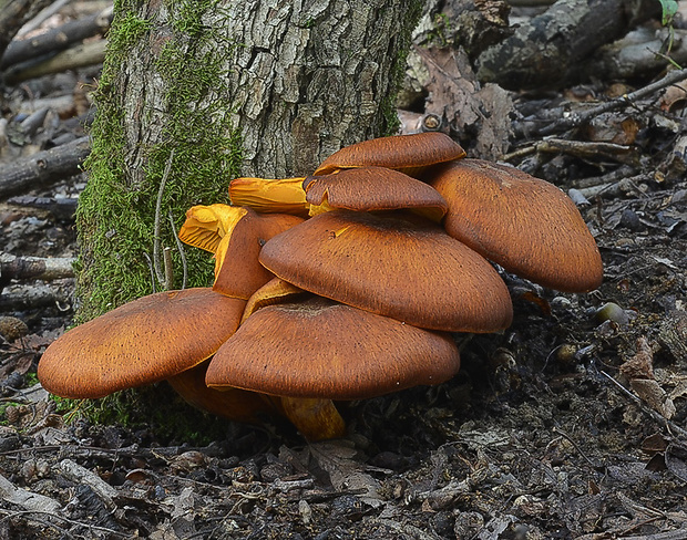 kališník hnedooranžový Omphalotus olearius (DC.) Singer