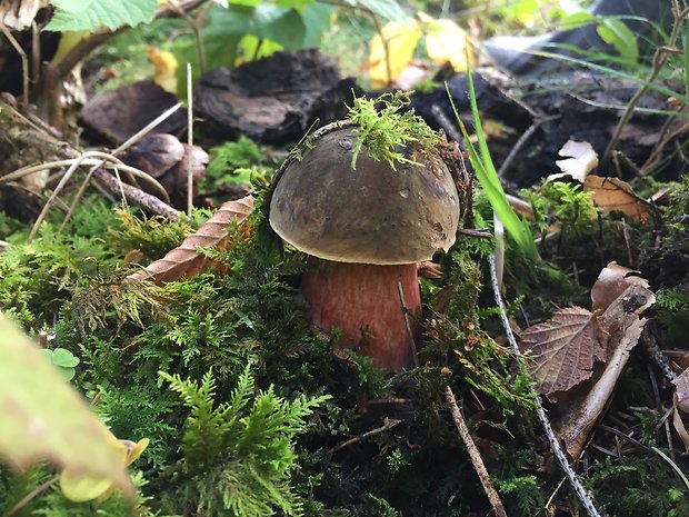 hríb zrnitohlúbikový Sutorius luridiformis (Rostk.) G. Wu & Zhu L. Yang