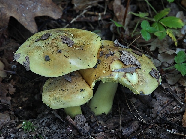 čírovka osiková Tricholoma frondosae Kalamees & Shchukin