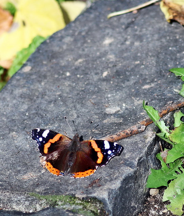 babôčka admirálska Vanessa atalanta