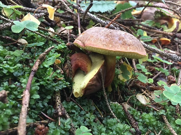 suchohríb žltomäsový Xerocomellus chrysenteron (Bull.) Šutara