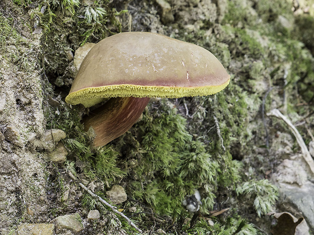 suchohríbnik zamatový Xerocomellus pruinatus (Fr. & Hök) Šutara