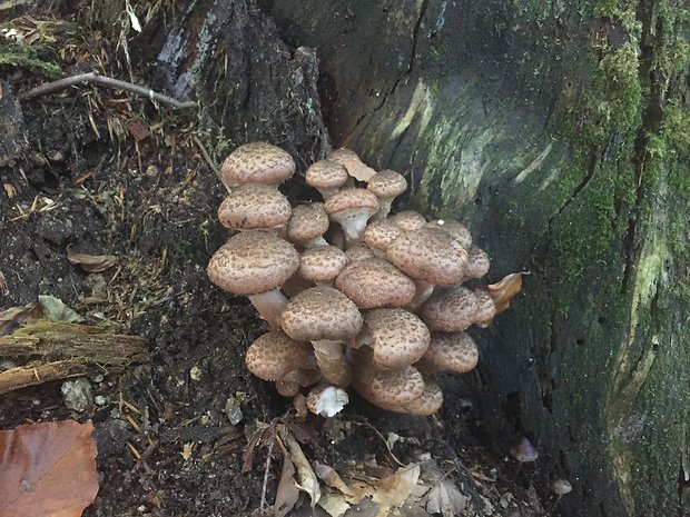 podpňovka obyčajná Armillaria mellea (Vahl) P. Kumm.