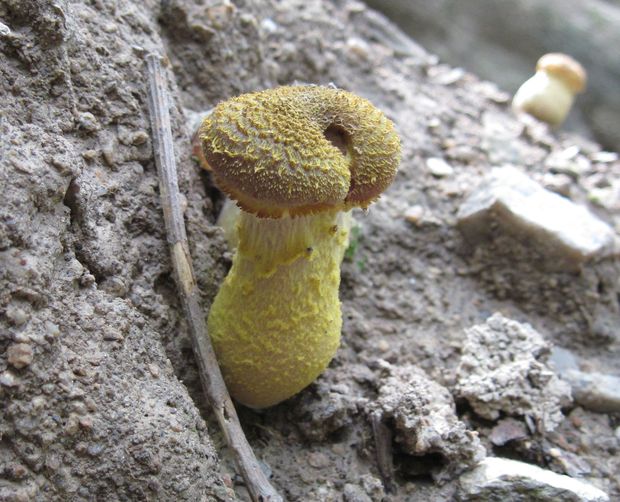 podpňovka Armillaria sp.