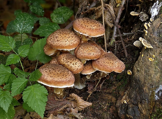 podpňovka Armillaria sp.