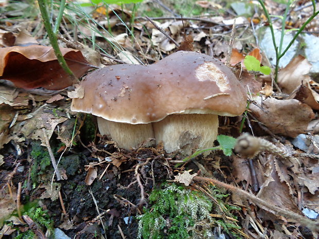 hríb smrekový Boletus edulis Bull.