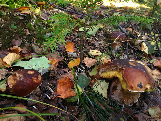 hríb smrekový Boletus edulis Bull.