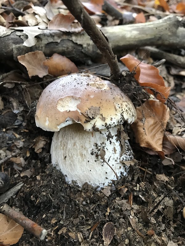 hríb smrekový Boletus edulis Bull.