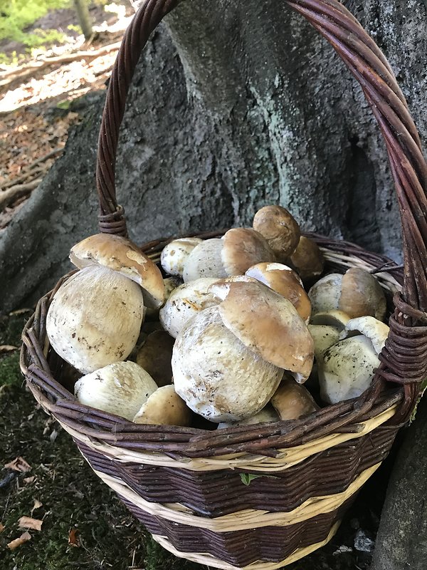 hríb smrekový Boletus edulis Bull.