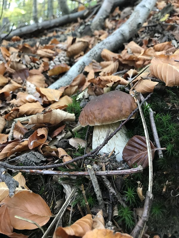 hríb smrekový Boletus edulis Bull.