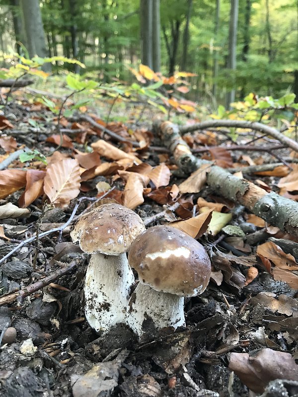 hríb smrekový Boletus edulis Bull.