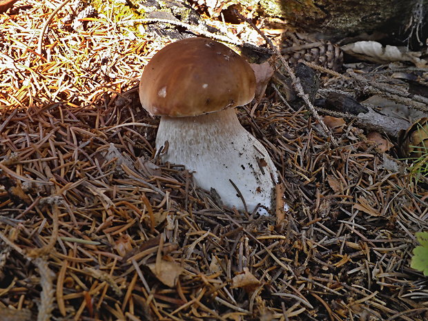 hríb smrekový Boletus edulis Bull.