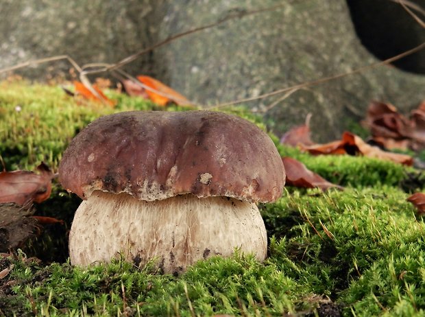 hríb smrekový Boletus edulis Bull.