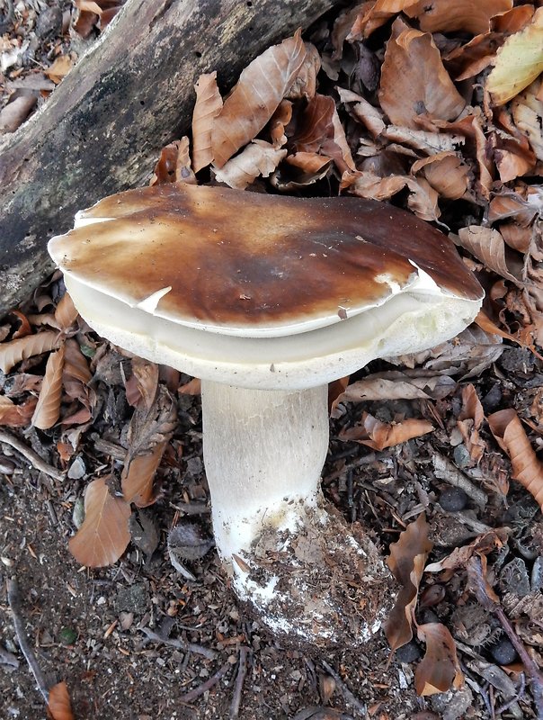 hríb smrekový Boletus edulis Bull.