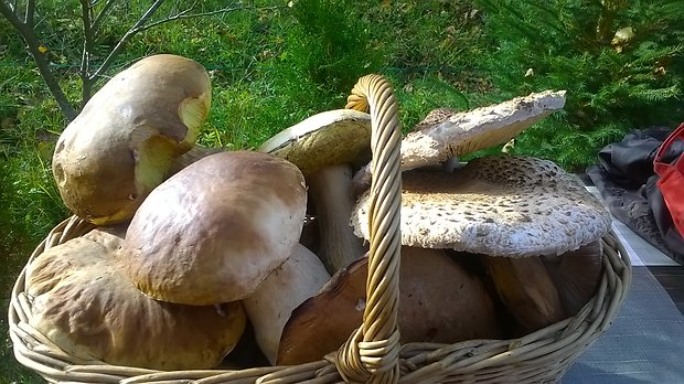 hríb dubový Boletus reticulatus Schaeff.