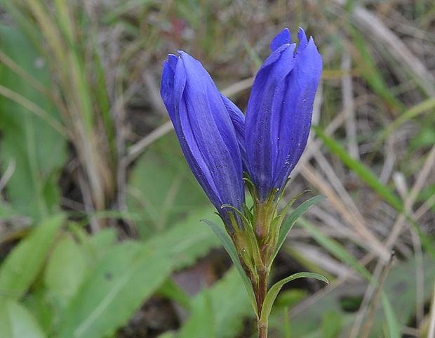 horec pľúcny Gentiana pneumonanthe L.