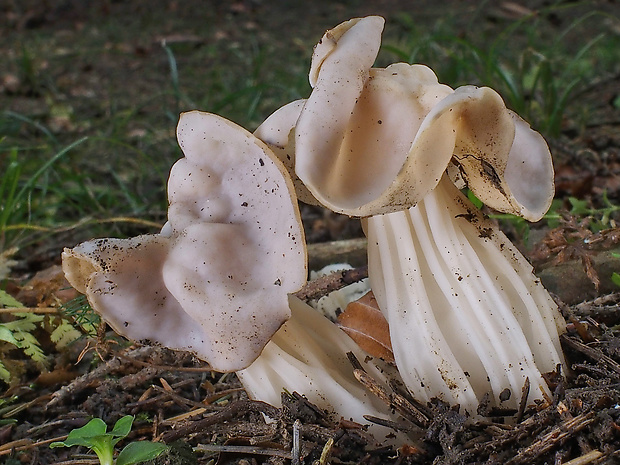 chriapač kučeravý Helvella crispa (Scop.) Fr.