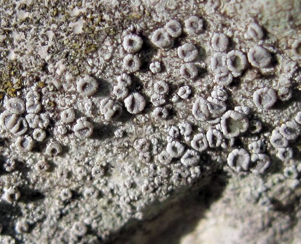 lekanora Lecanora crenulata Hook.