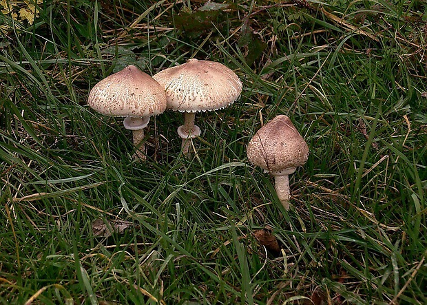 bedľa štíhla Macrolepiota mastoidea (Fr.) Singer