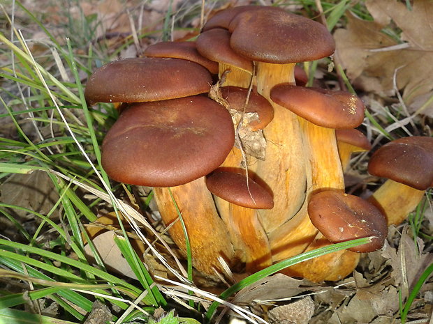 kališník hnedooranžový Omphalotus olearius (DC.) Singer