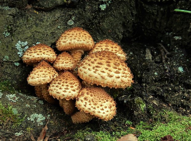 šupinovka šupinatá Pholiota squarrosa (Vahl) P. Kumm.