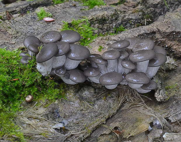 hliva ustricovitá Pleurotus ostreatus (Jacq.) P. Kumm.